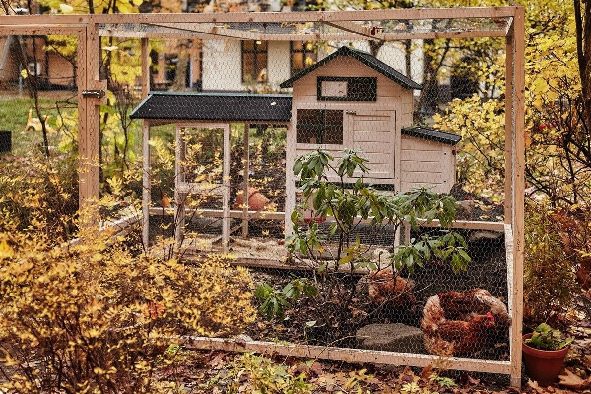 Ja, det er til og med frittgående høns her! Galleribilde