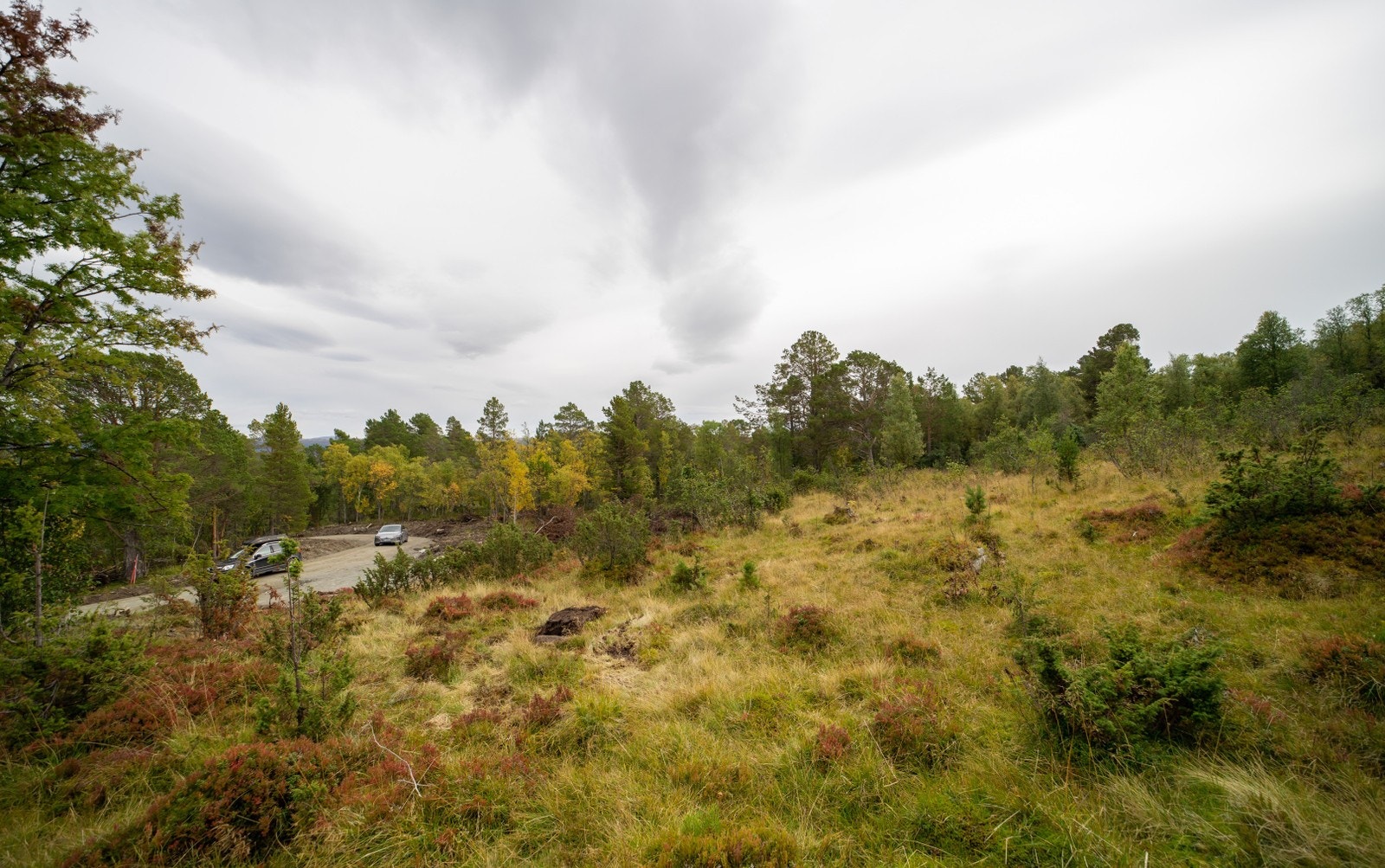 Bilder fra tomteområdet Galleribilde