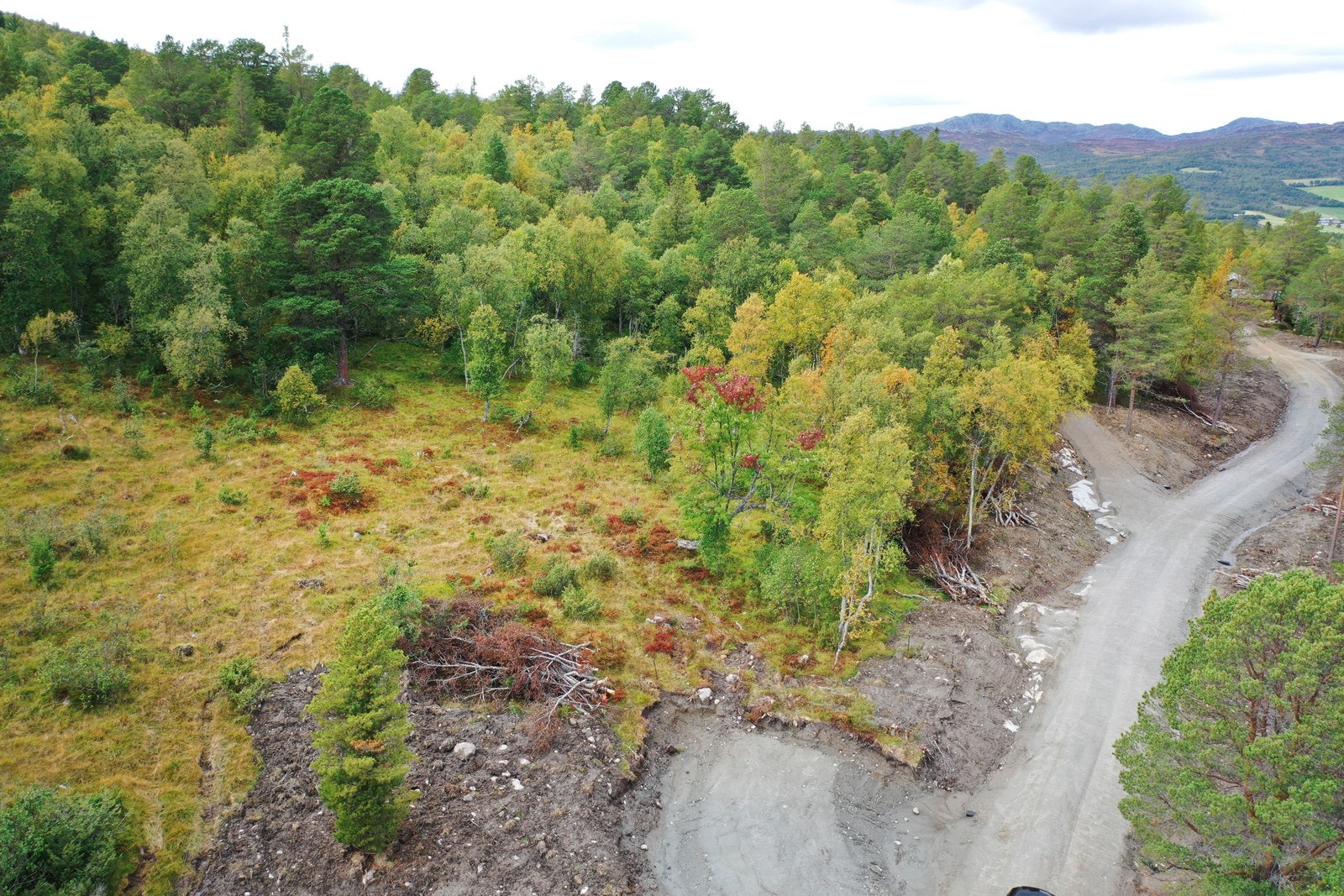 Bilder fra tomteområdet Galleribilde