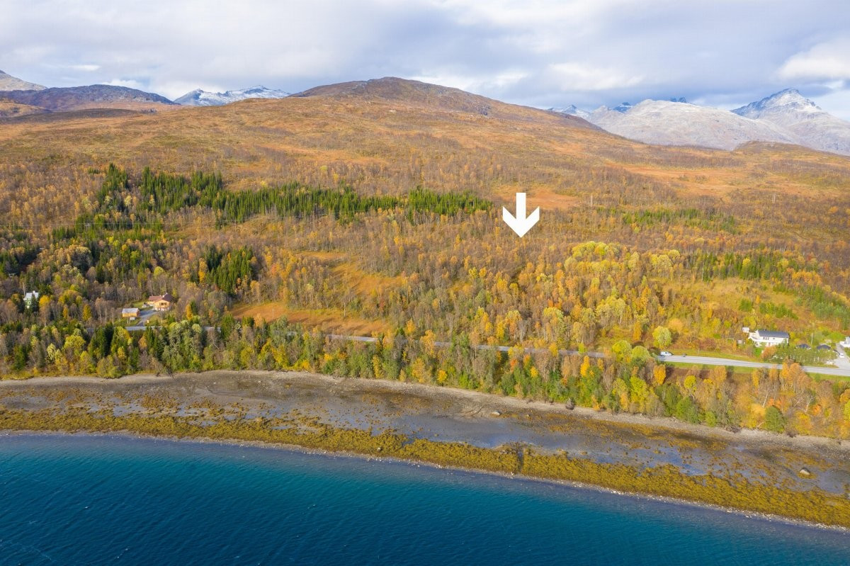 Området/plassering