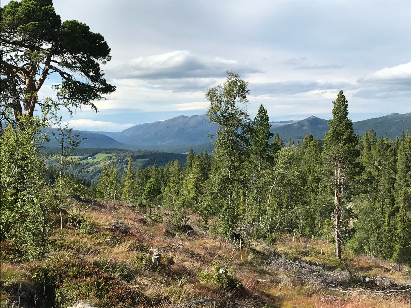 Sommerbilder Galleribilde