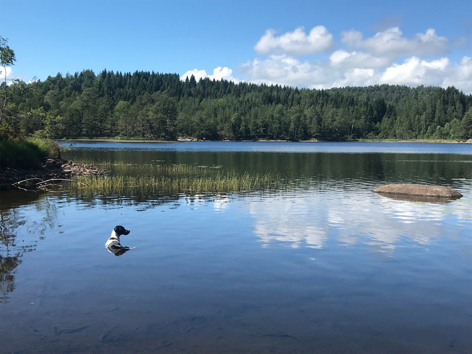Turområde i skogen blant små vann Galleribilde