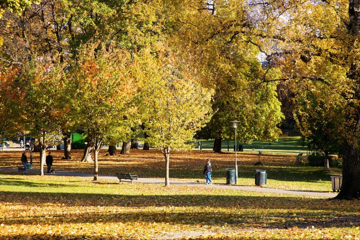 Sofienbergparken. Galleribilde
