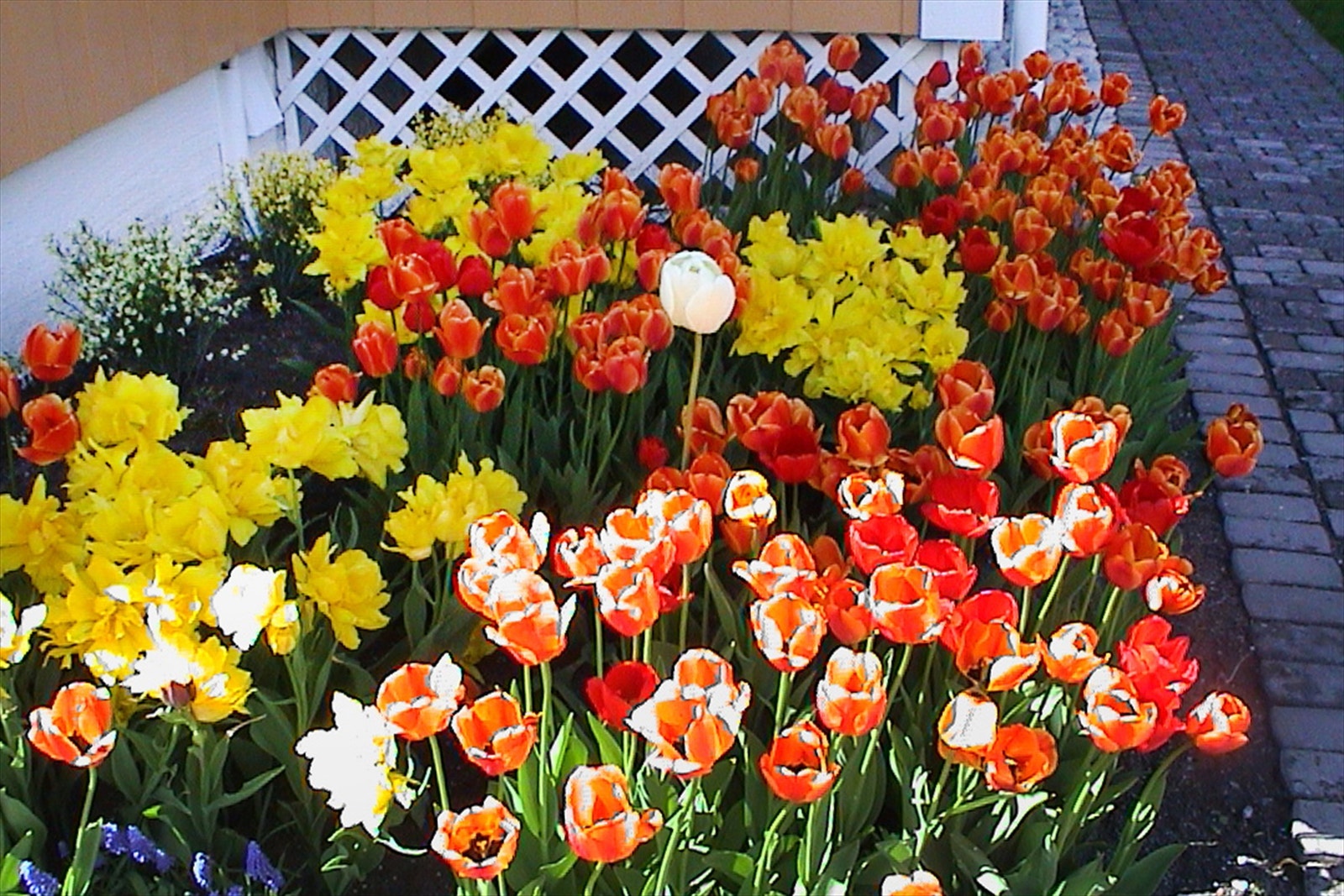 Flotte sommerblomster (selgers bilde) Galleribilde