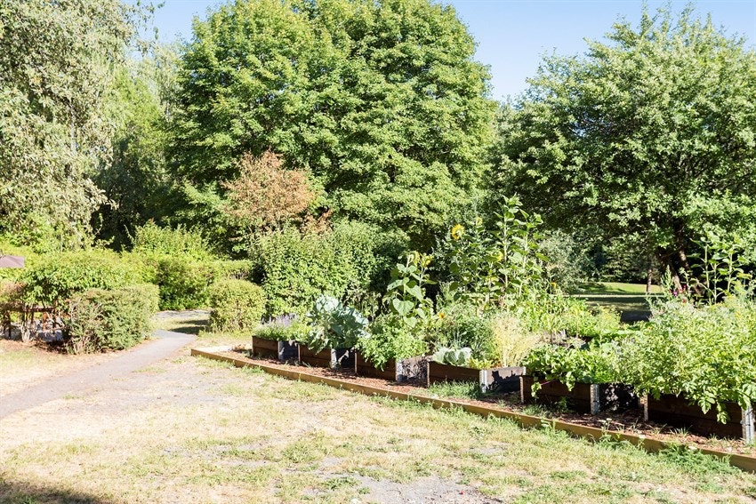 Borettslaget har etablert grønnsaksparseller mellom Pilotveien 10 og 8 til bruk for beboere. Galleribilde