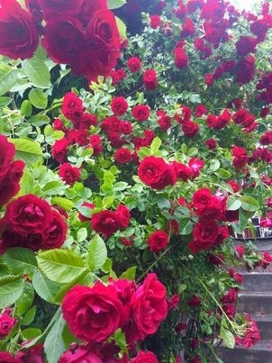 Selgers private bilde. Galleribilde