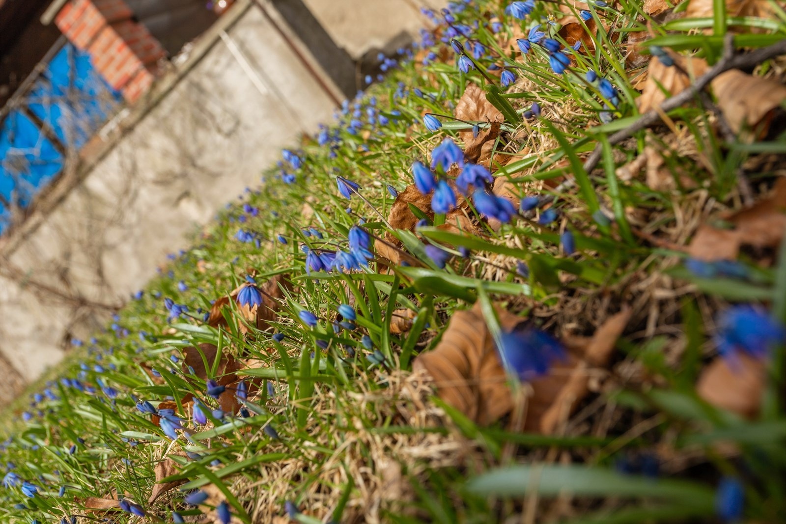 I hagen om våren er det tepper av Scilla. Galleribilde