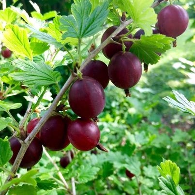 Selgers private bilde. Galleribilde