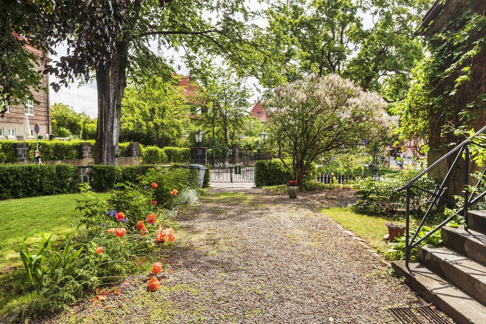 Stor gårdsplass med en vakker, ærverdig Blodbøk som tuntre. Det er parkering på tomt. Galleribilde