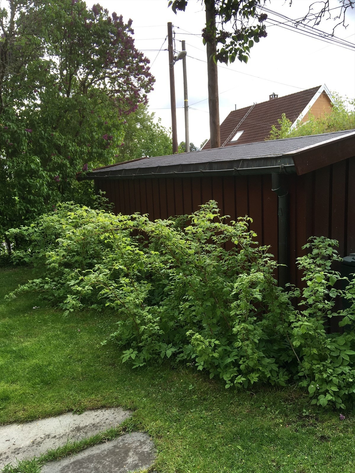 Selgers private bilder Galleribilde