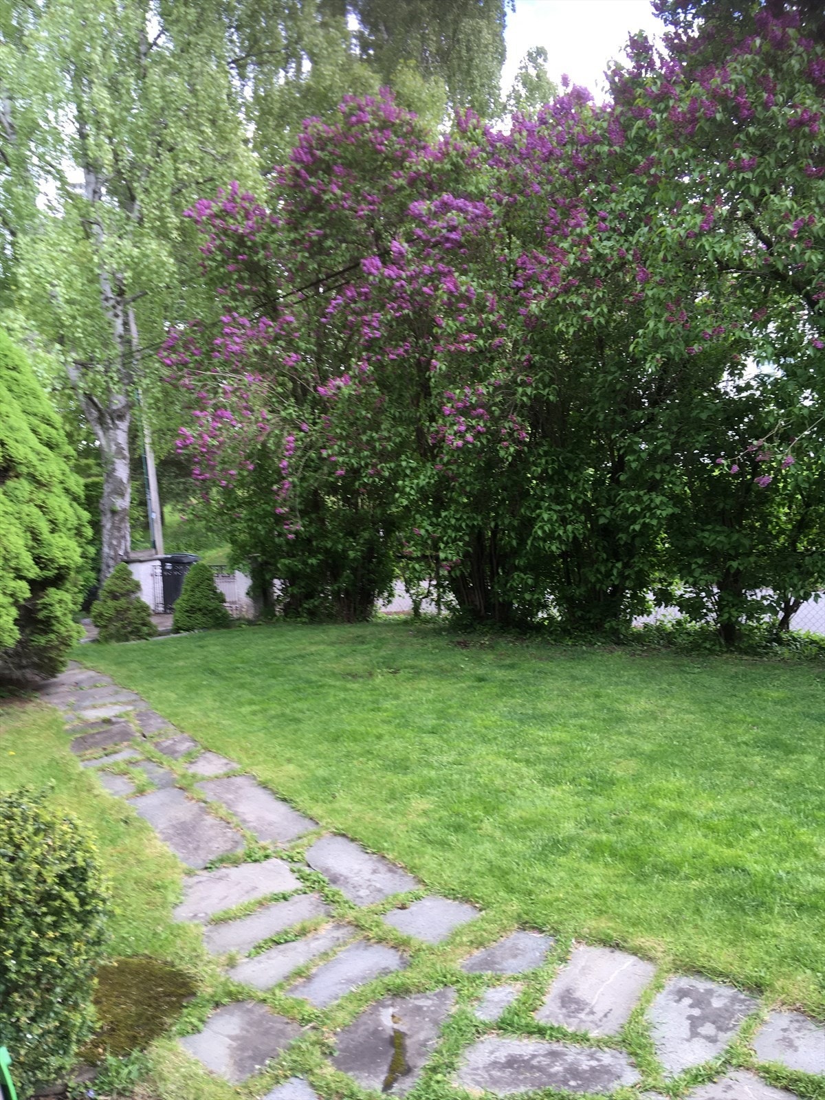 Selgers private bilder Galleribilde