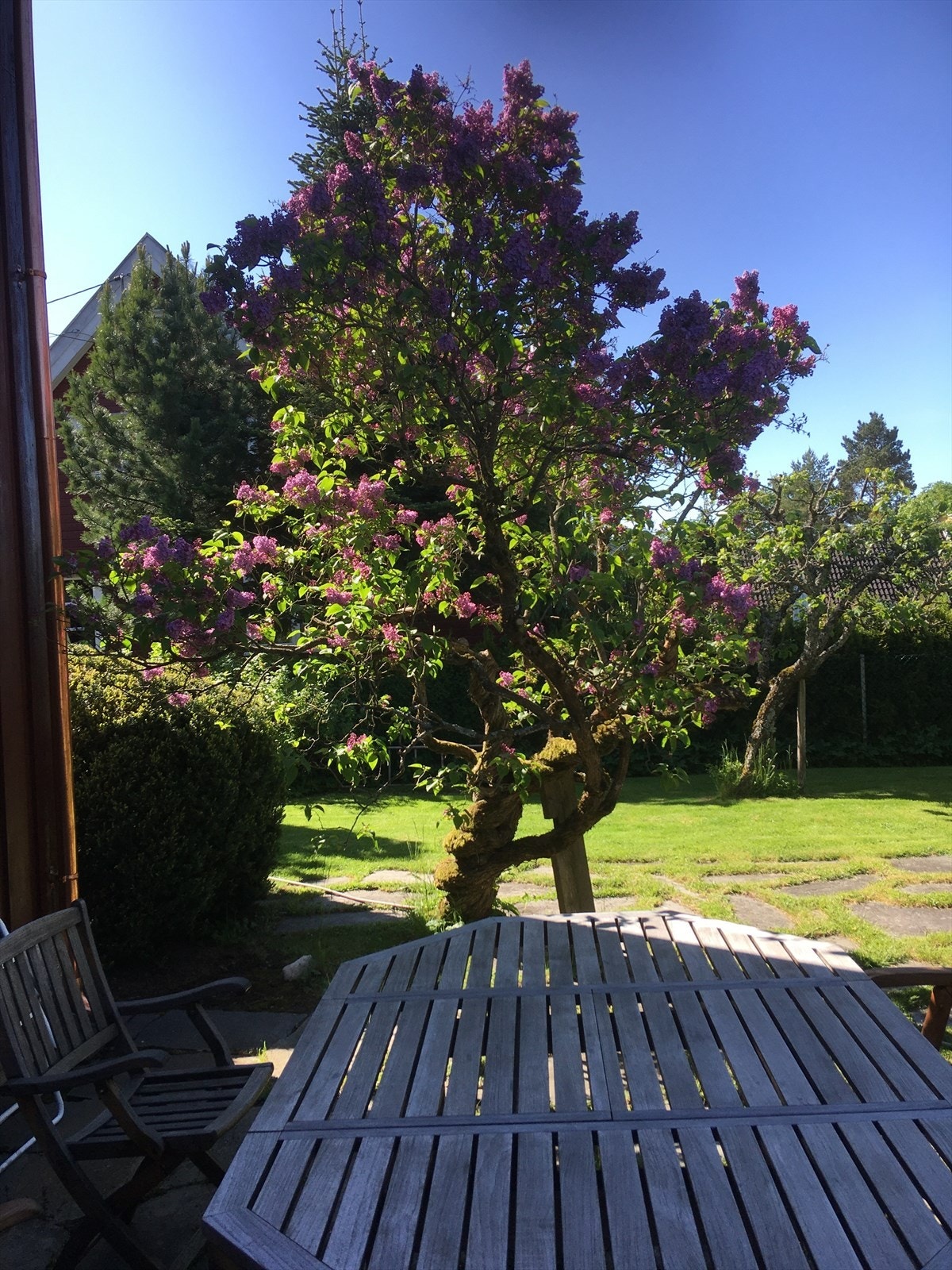 Selgers private bilder Galleribilde