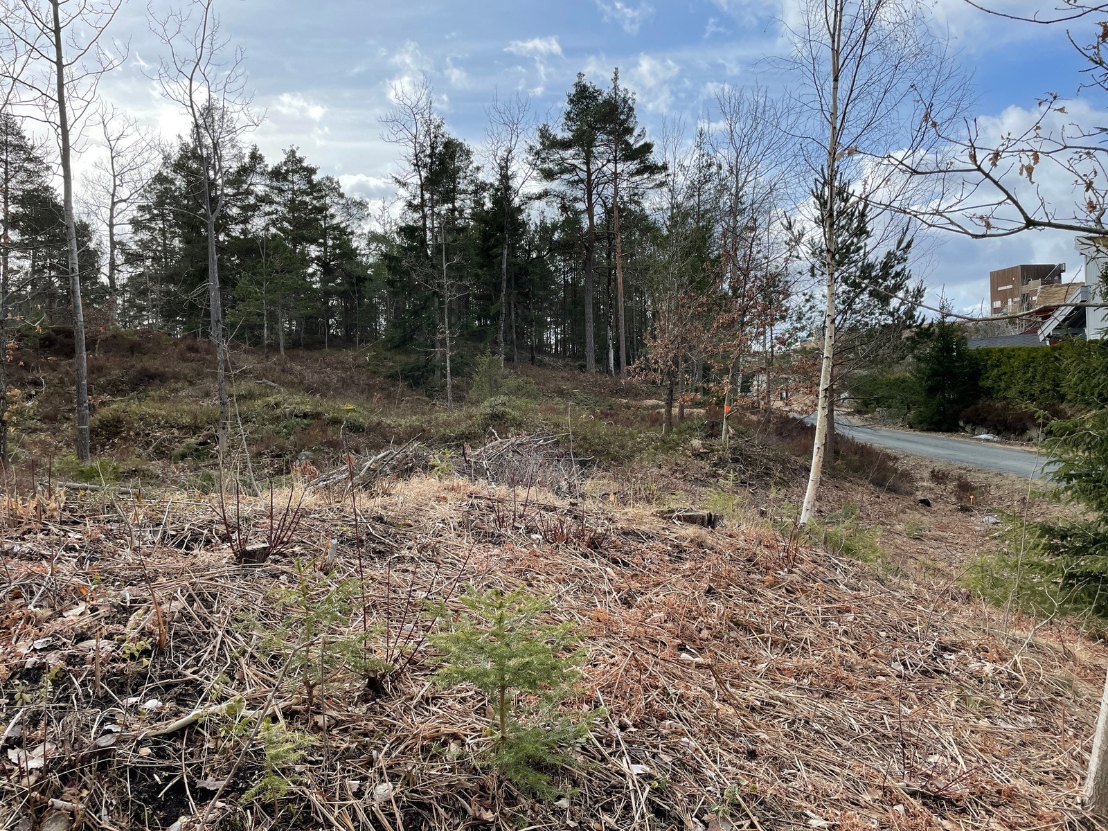 Fra tomteområdet / nærområdet Galleribilde