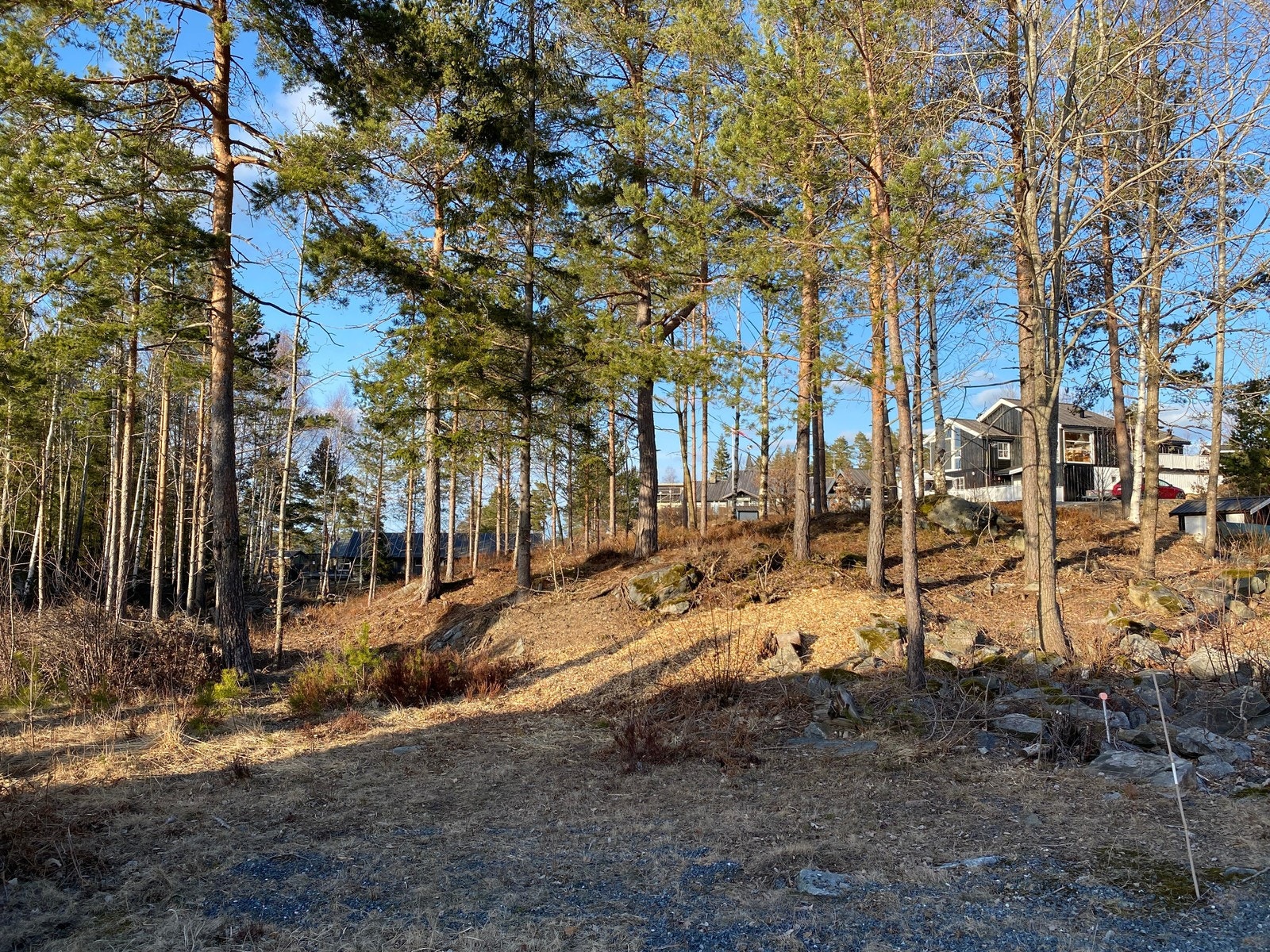 Fra tomteområdet / nærområdet Galleribilde