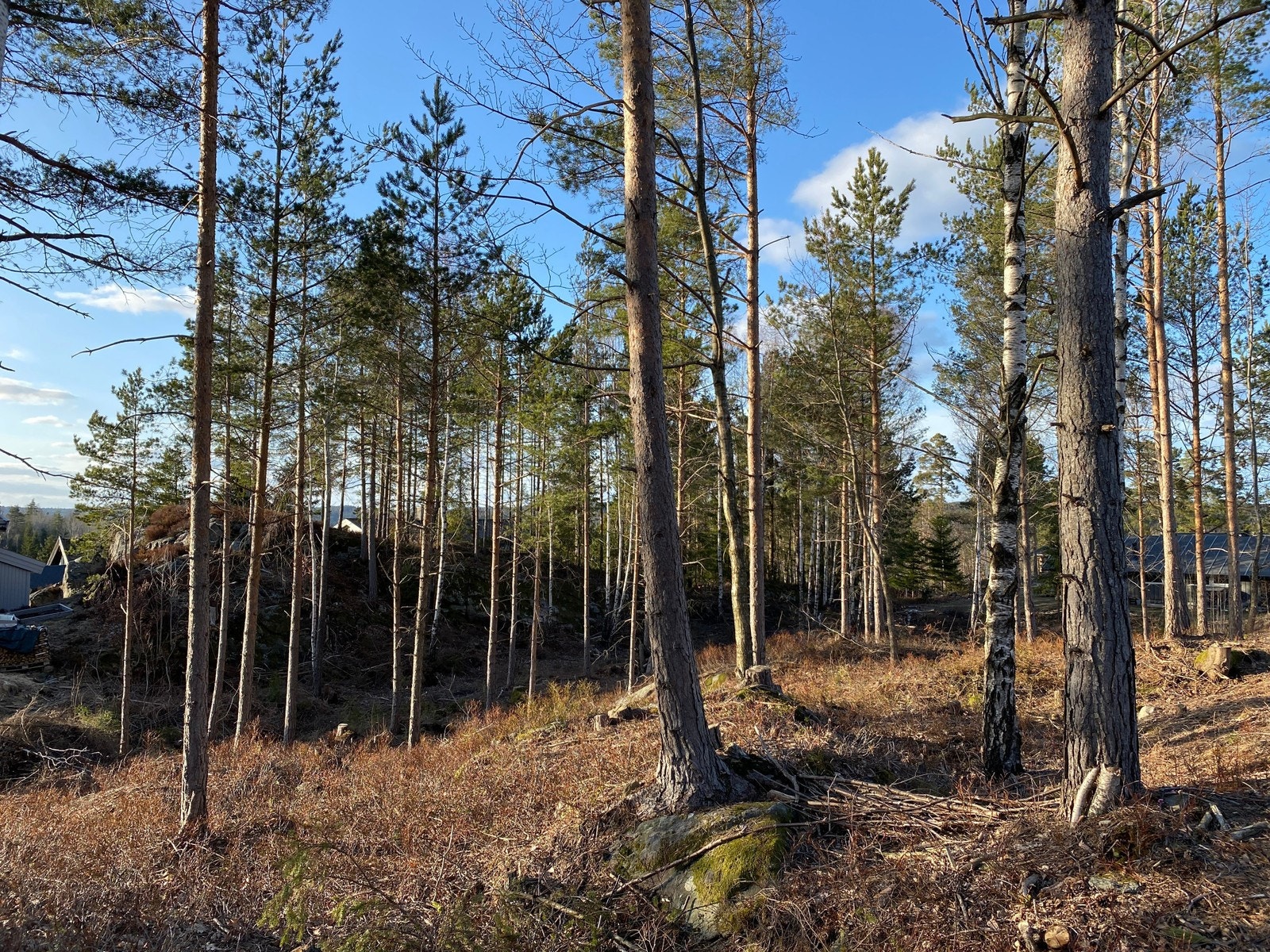 Fra tomteområdet / nærområdet Galleribilde