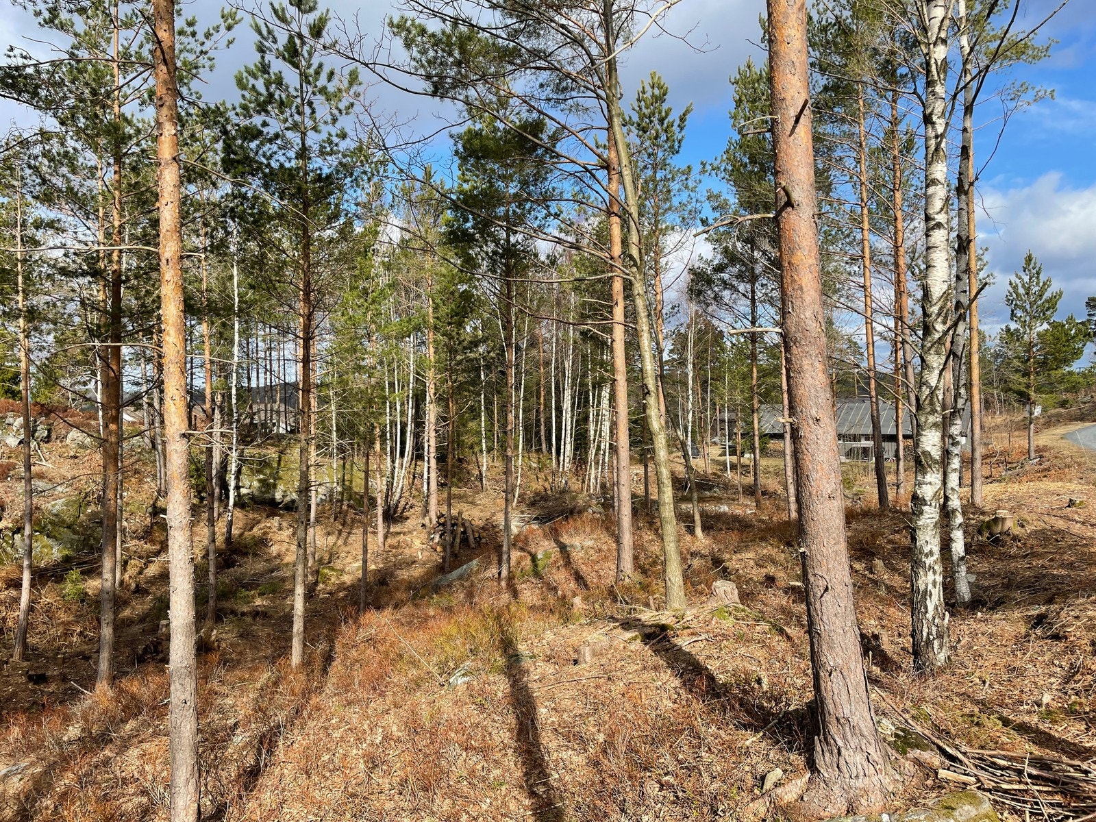 Fra tomteområdet / nærområdet Galleribilde