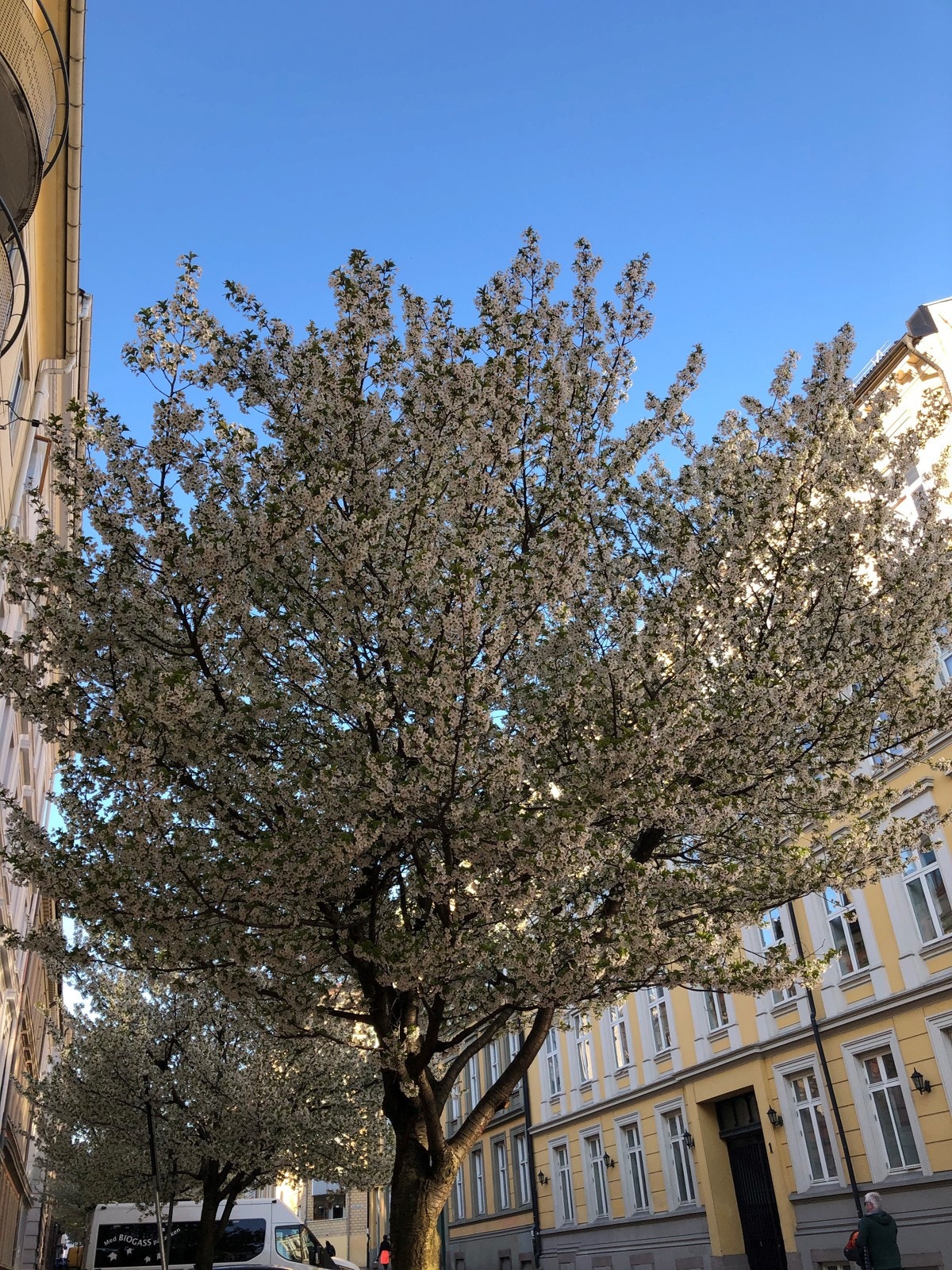 Miljøgate med kastanjetrær og kirsebær som blomstrer nedover hele gaten på våren/tidlig sommer. Galleribilde