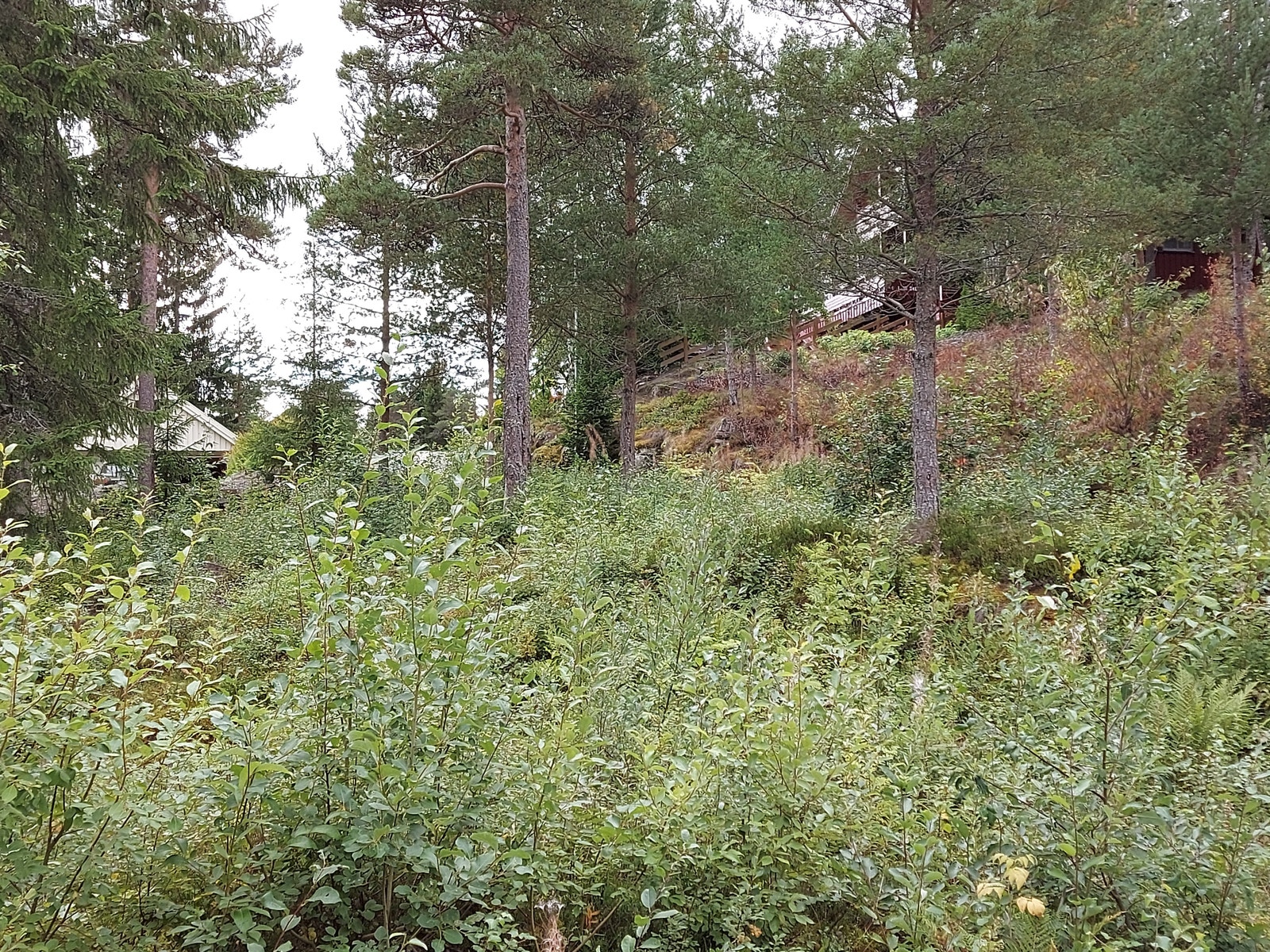 Lysheim - Tomter Galleribilde