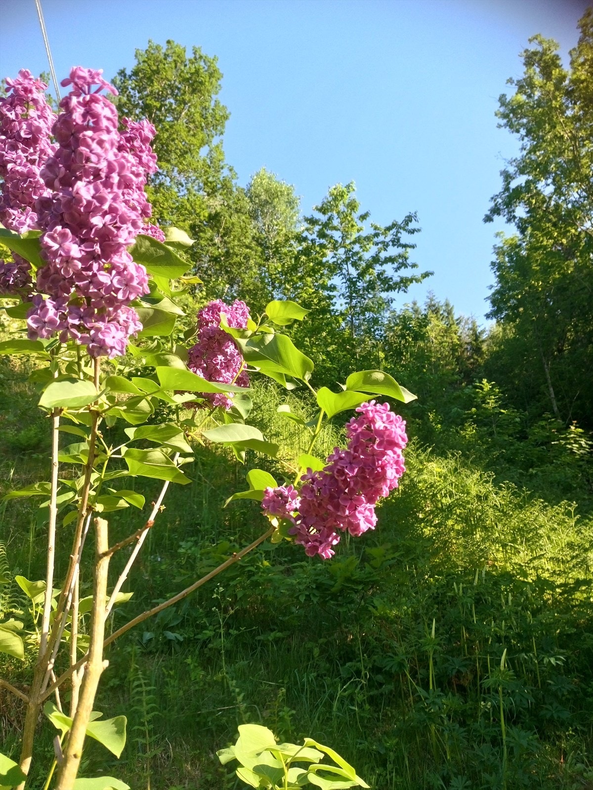 Sommerbilder Galleribilde