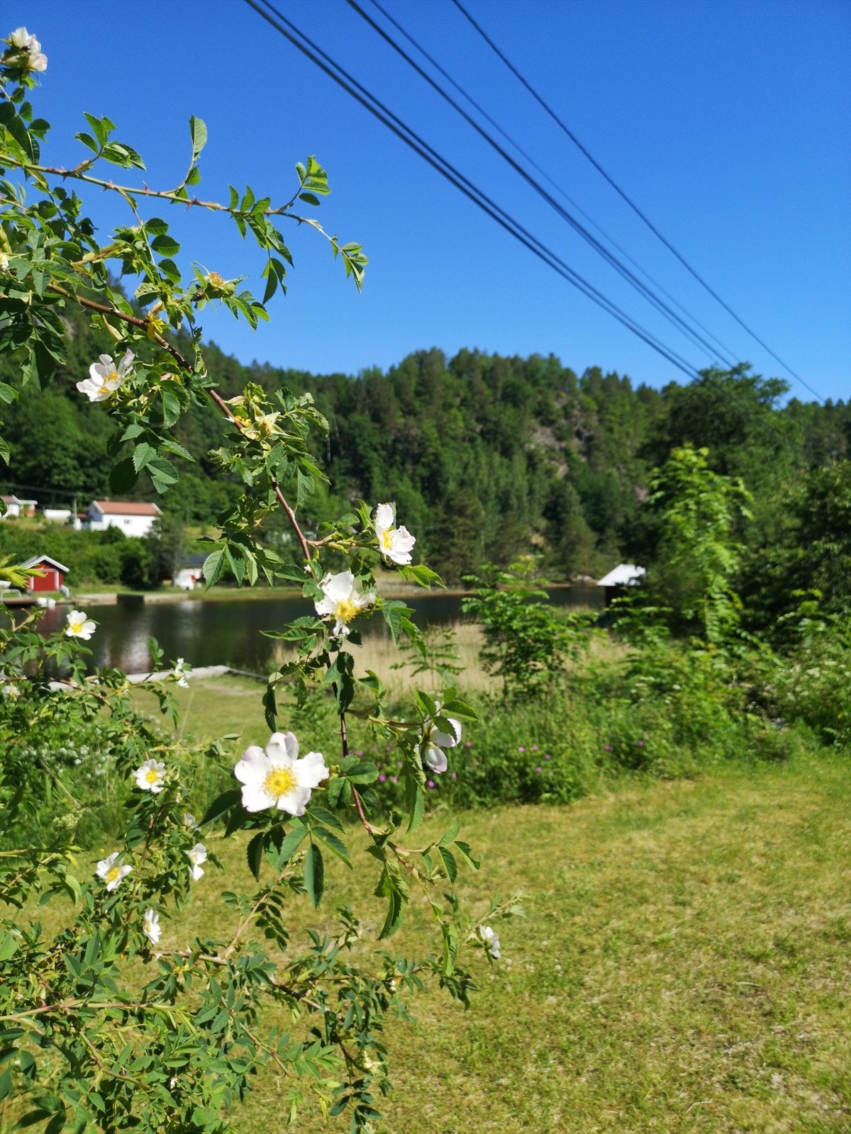 Sommerbilder Galleribilde