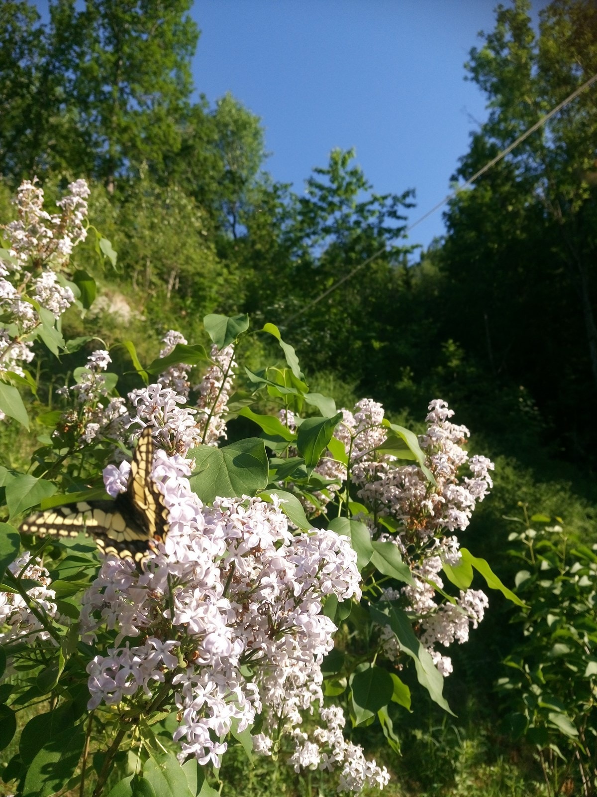 Sommerbilder. Galleribilde
