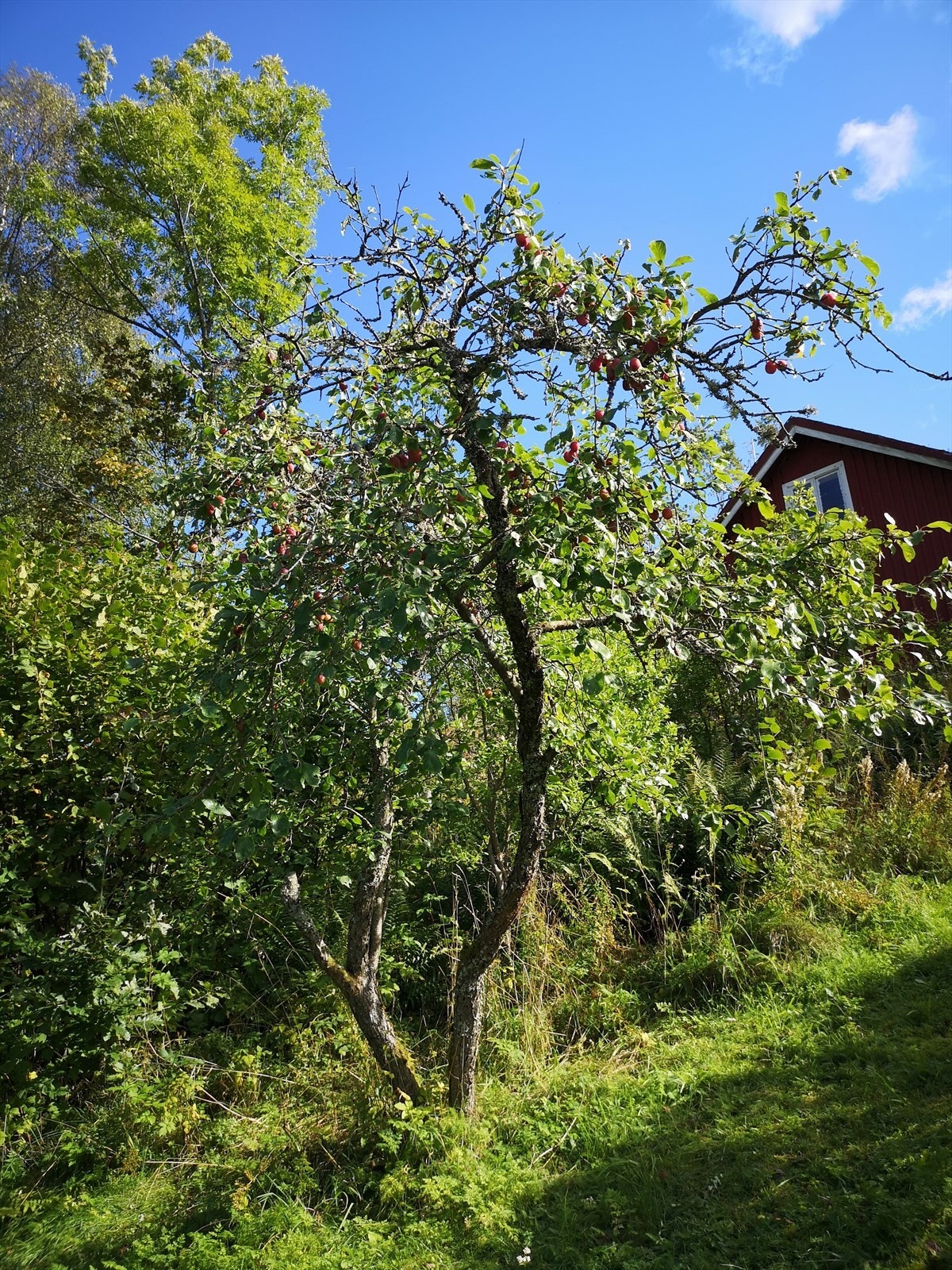 Sommerbilder Galleribilde