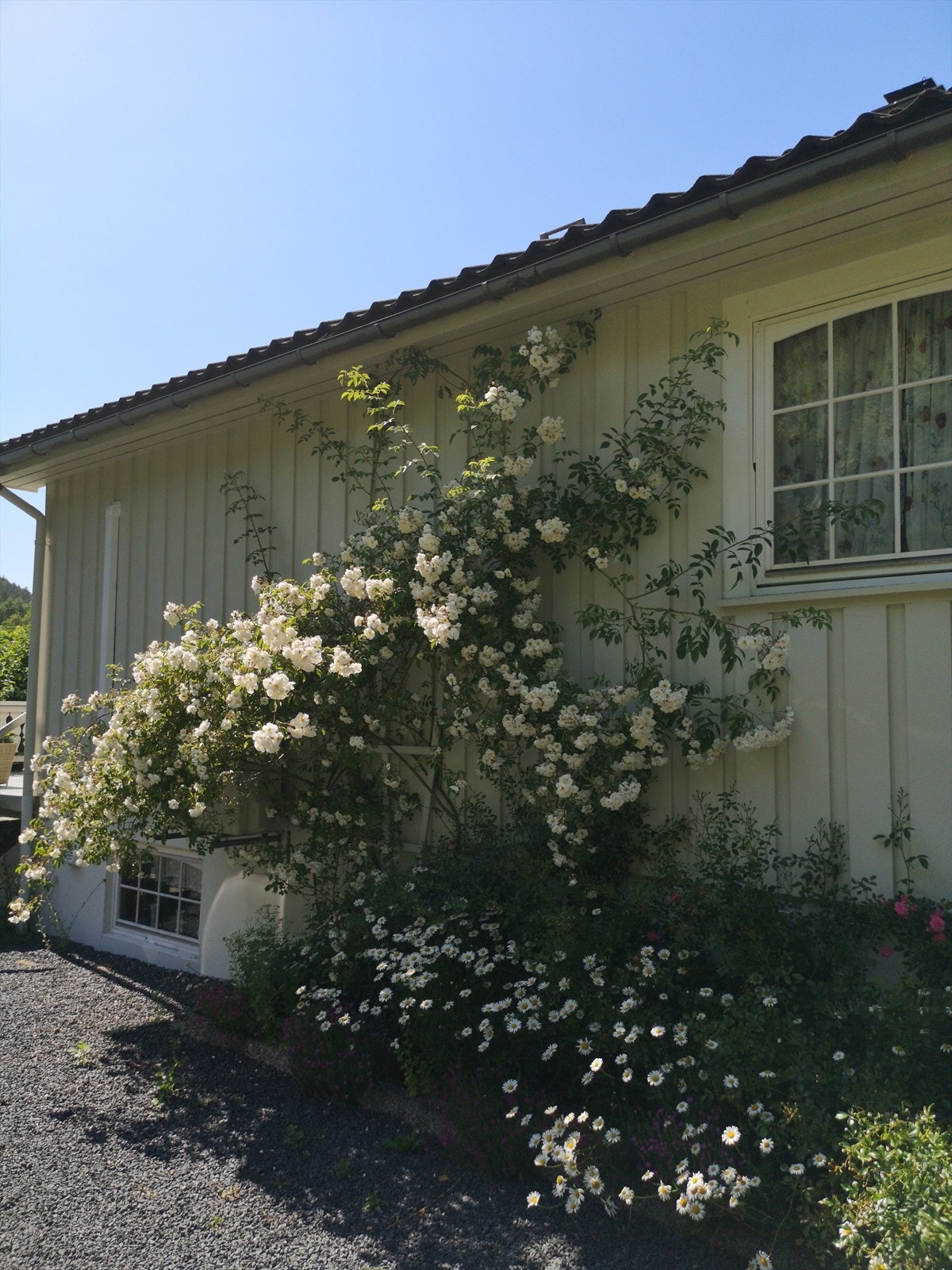 Sommerbilder Galleribilde