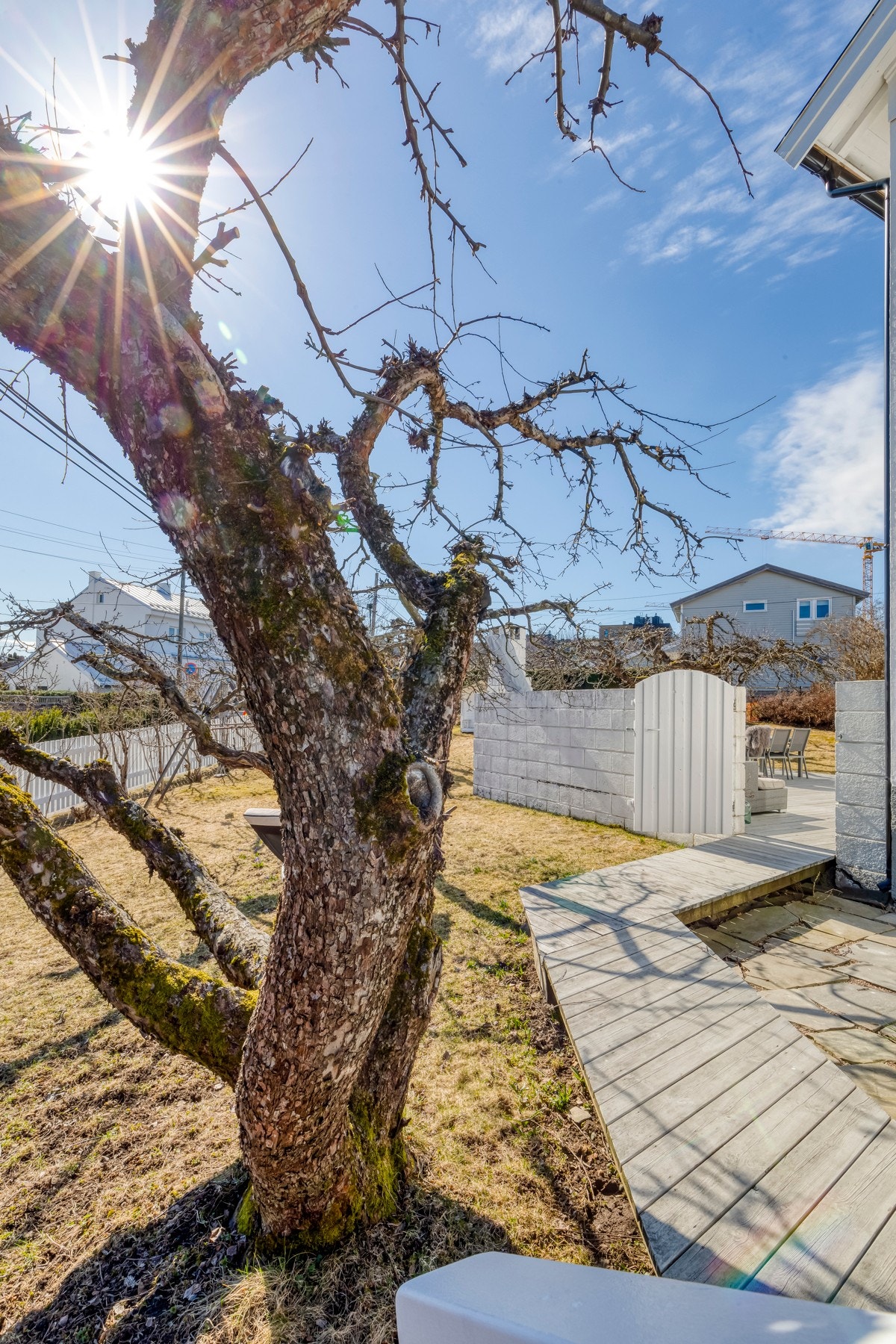 Flotte gamle fruktrær. Galleribilde