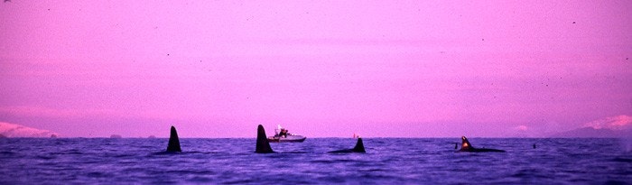 Lyset er helt unikt i havet utenfor Galleribilde