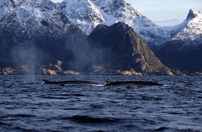 I havet utenfor er det hval året rundt Galleribilde