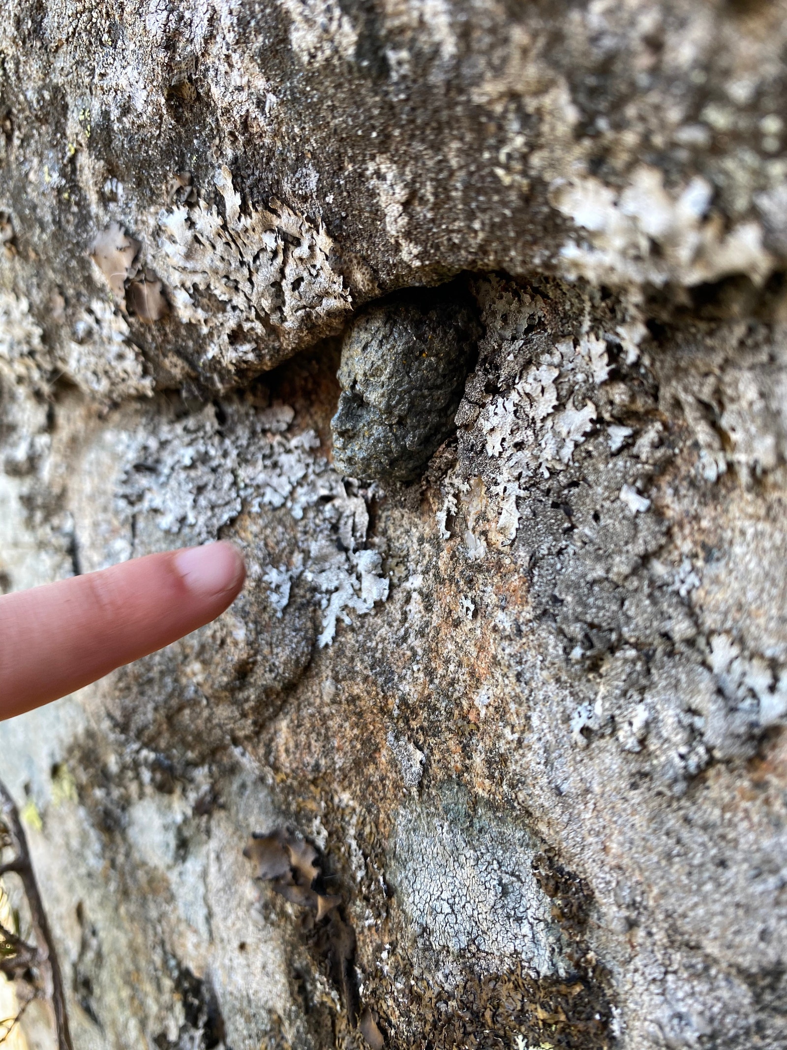 Kjørsfjell. #finnhodet. Hoder gjemt på mange steder på forskjellige turer. Et prosjekt av Flekkefjord kunstneren Christian Sunde. Galleribilde