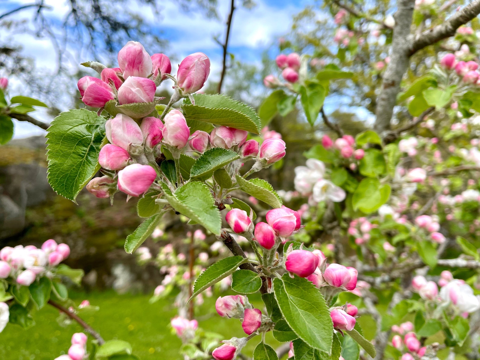 Mai-juni blomstringstid. Hent antioksydentene i hagen. Moreller, solbær, gressløk, mint, epler, plommer, pærer mm. Galleribilde
