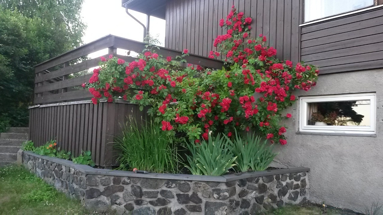 Nydelig rosebusk i et bed, bilde er oversendt fra selger. Galleribilde