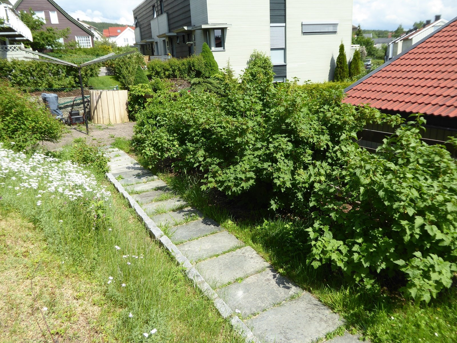 På tomten finner man bl.a. solbær-, stikkelsbær- og ripsbusker. Bilde er oversendt av selger. Kompostbinge og tørkestativ (i bakgrunnen) medfølger tomten. Galleribilde