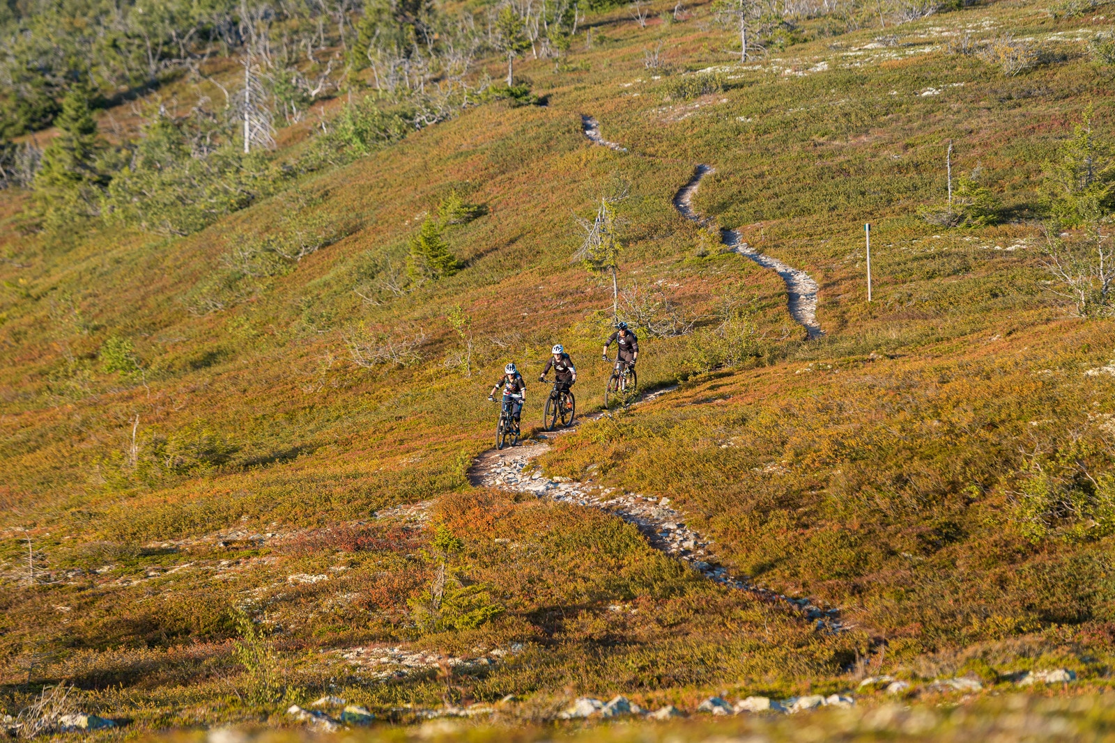 Sykling langs rolige veier i skog og fjell. Galleribilde