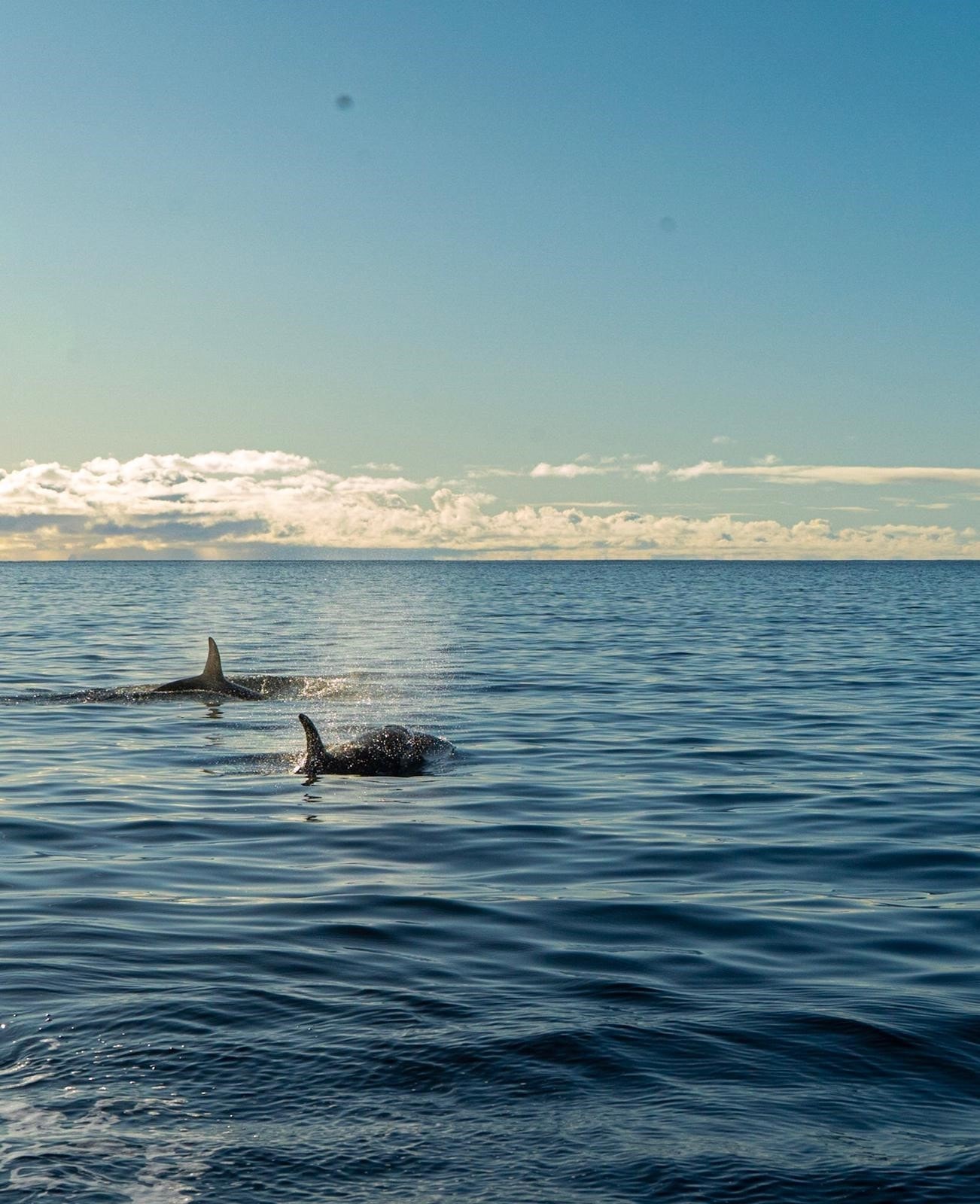 Hvaler i lek utenfor Haverringen. Galleribilde