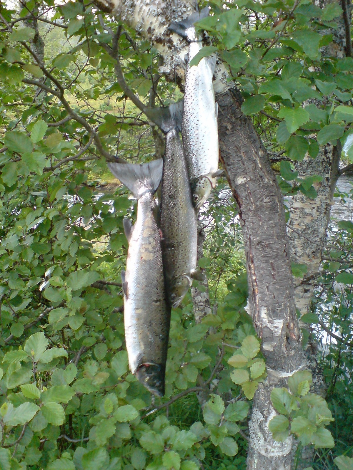 Dagens fangst Galleribilde