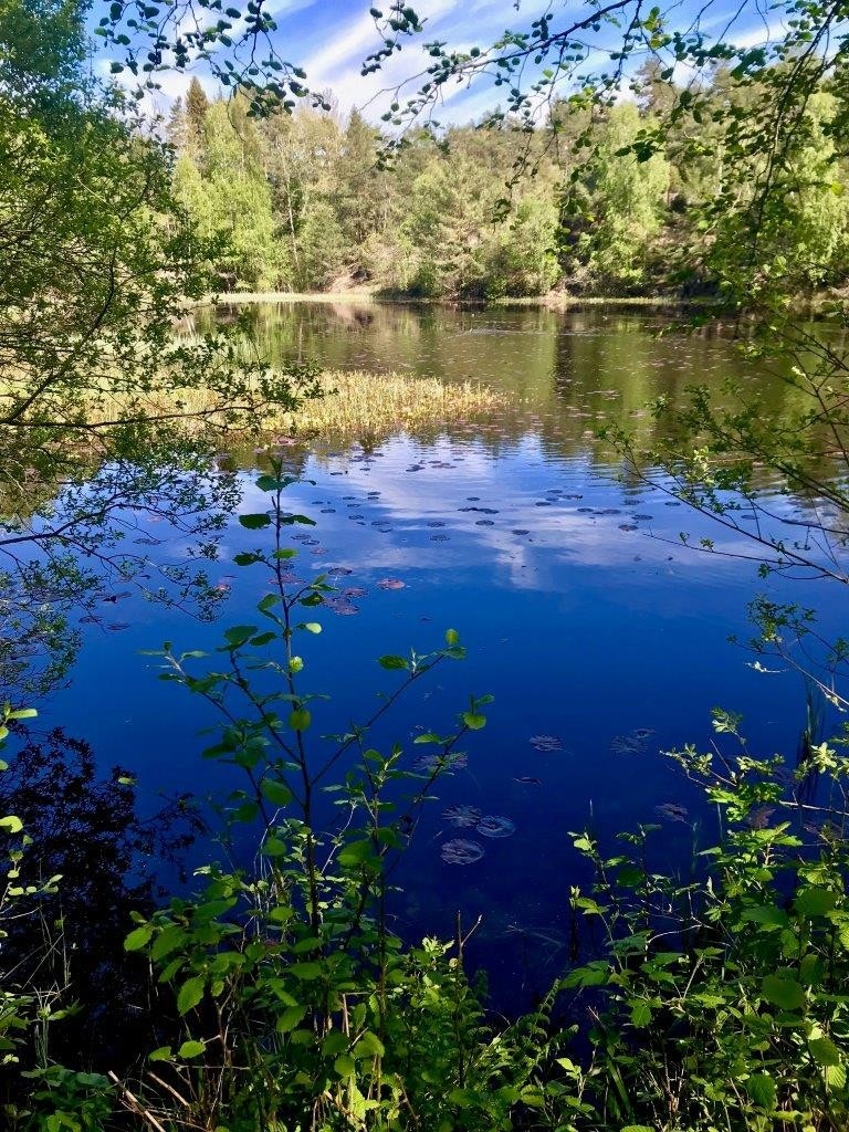 Vannliljedammen - idyllisk område langs stiene på øya Galleribilde