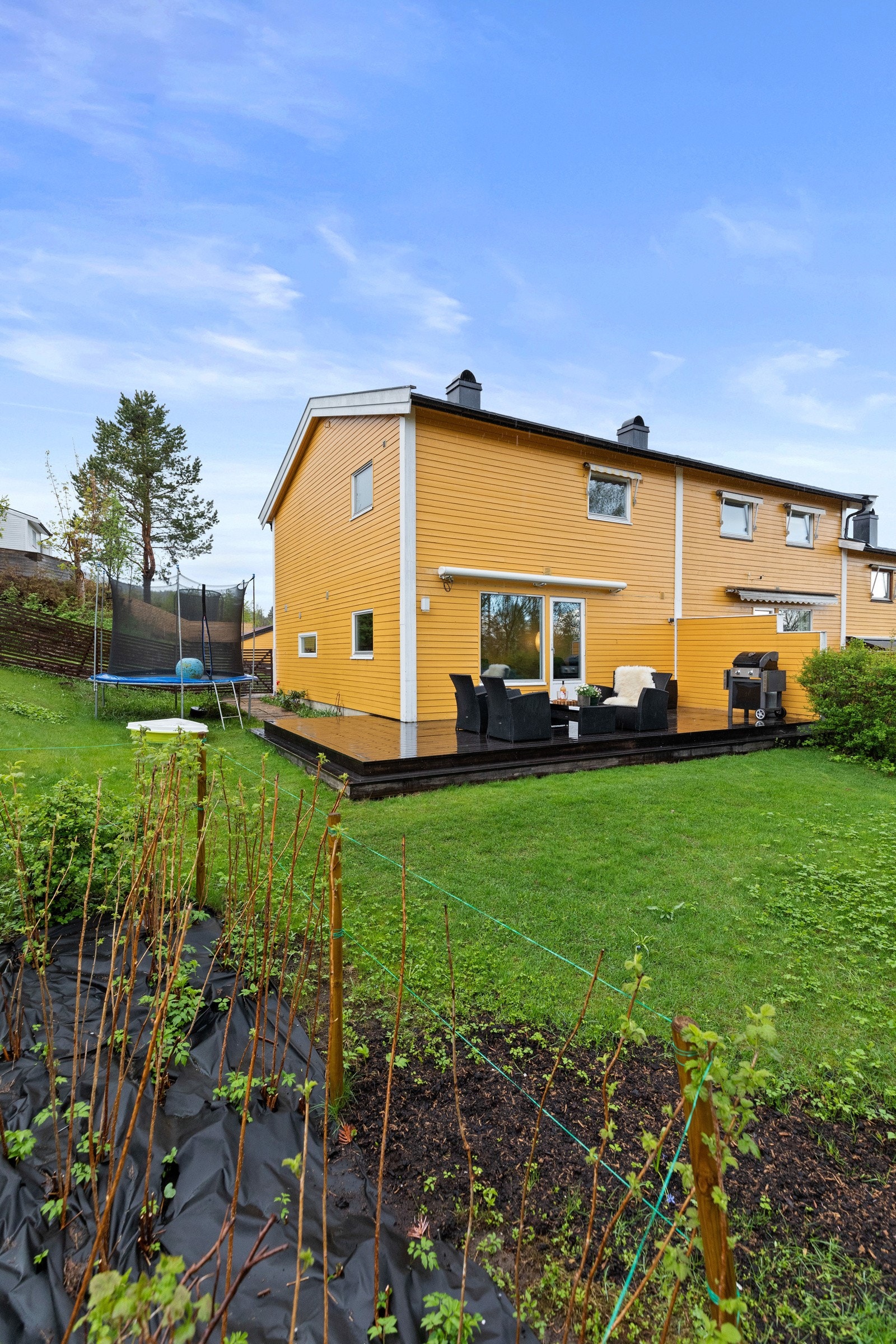 Stor, inngjerdet hage med bringebær, stikkelsbær og markjordbær på sommerstid. Galleribilde