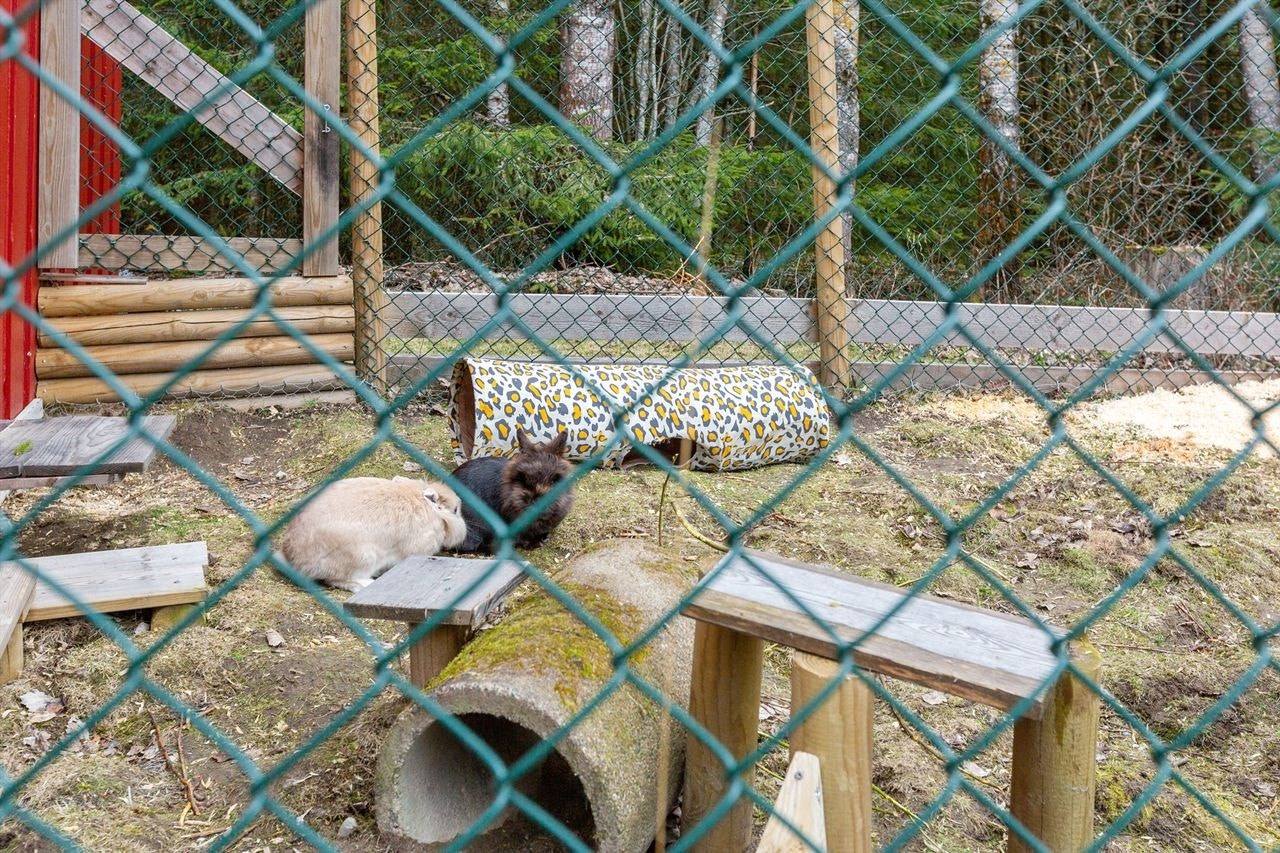 Kanininnhegningen. Galleribilde