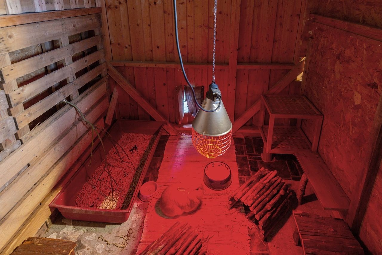 Innvendig i kaninhus. Galleribilde