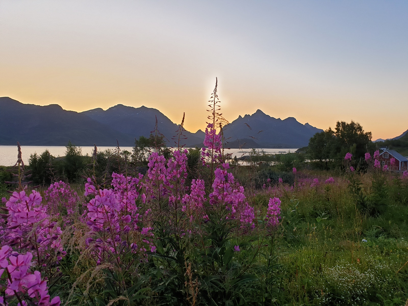 Sommernatt Galleribilde