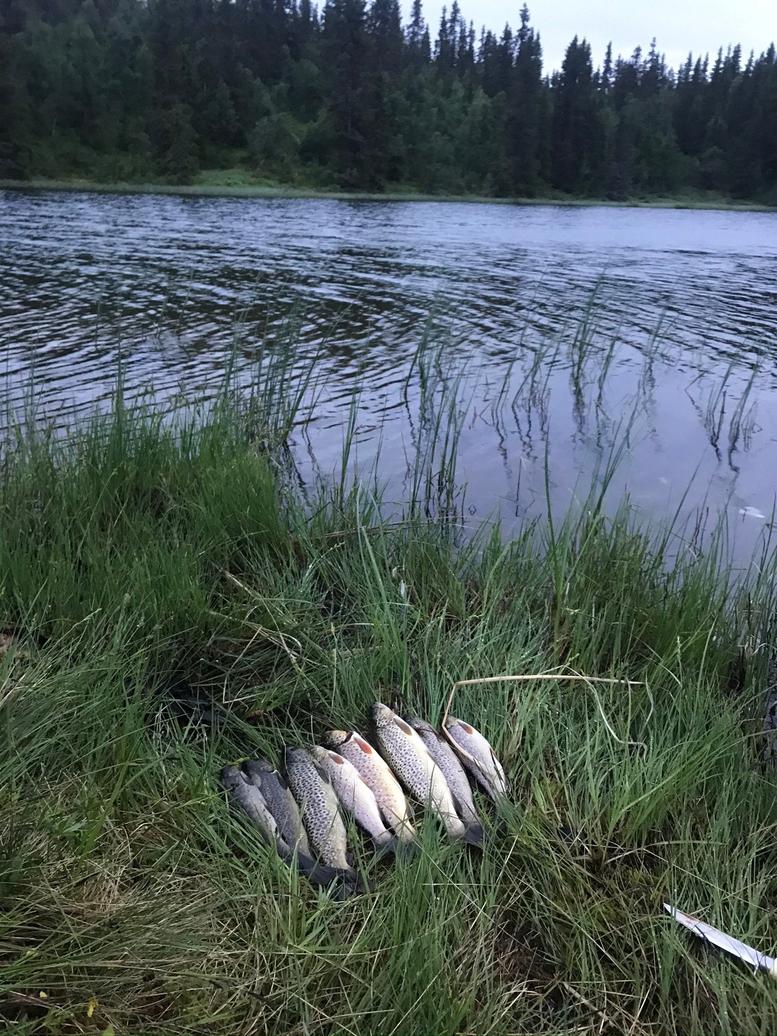 Mange fiskevann i området med godt ørretfiske Galleribilde