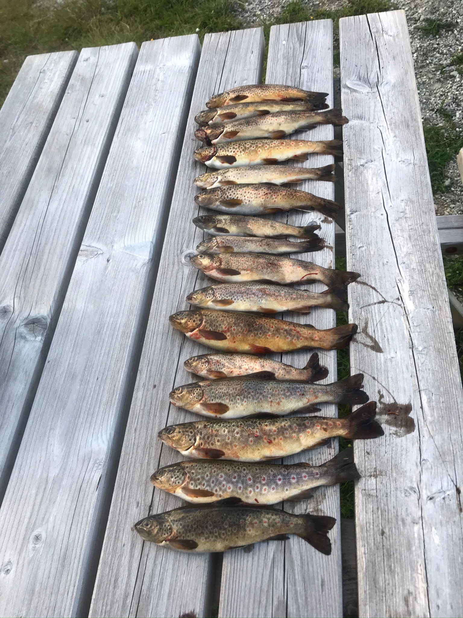 Ørret fra Breia Galleribilde