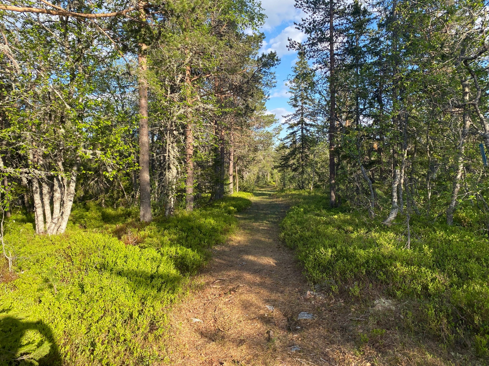 Det er massevis av stier og sykkelstier i nærheten av hytta. Også gode muligheter for fiske. Galleribilde
