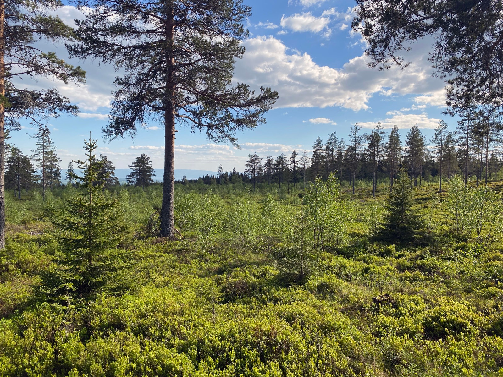 Flott utsikt fra hytta Galleribilde