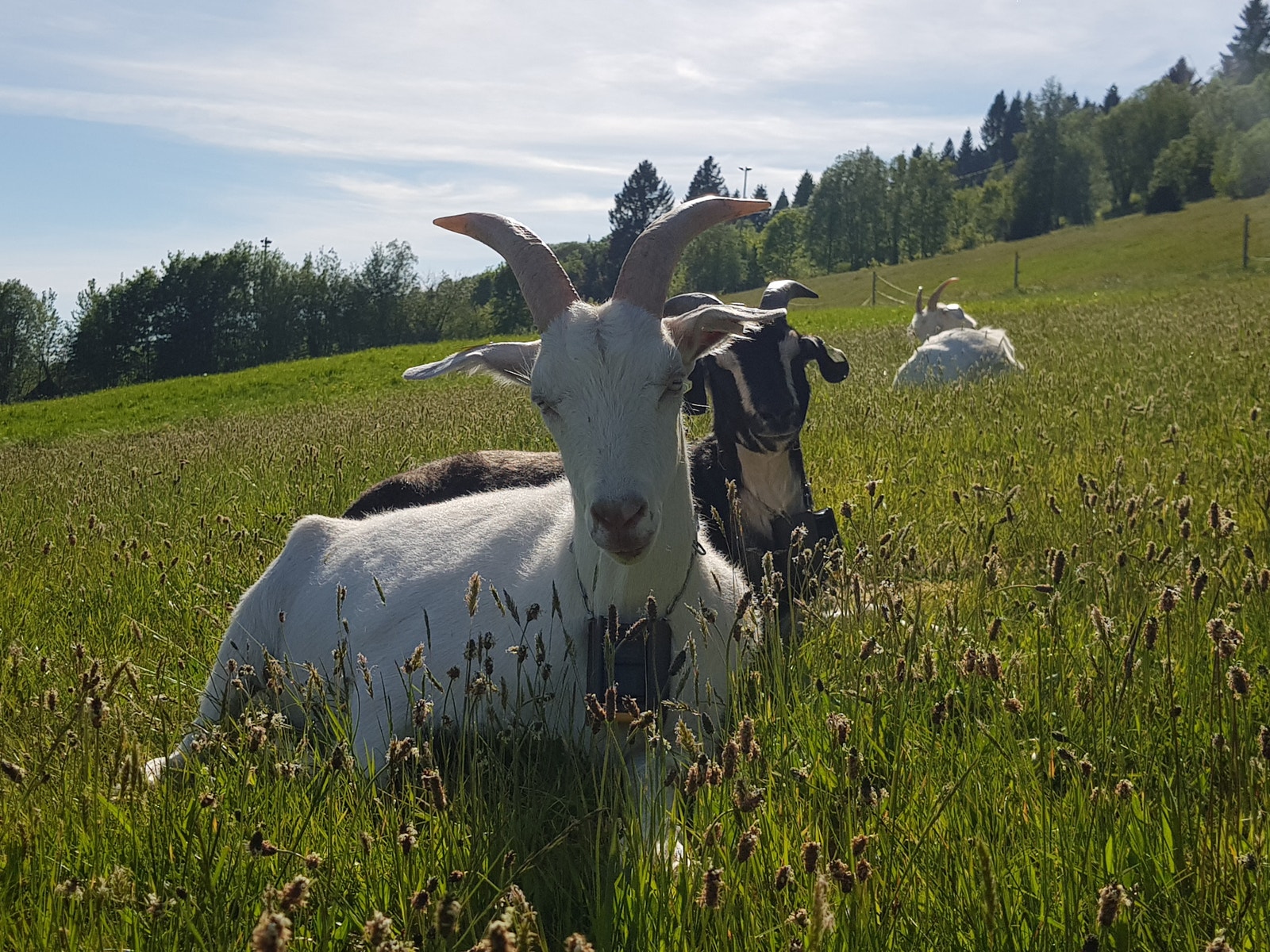 Geitene på småbruket Galleribilde