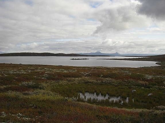 Fiskeløyse Galleribilde