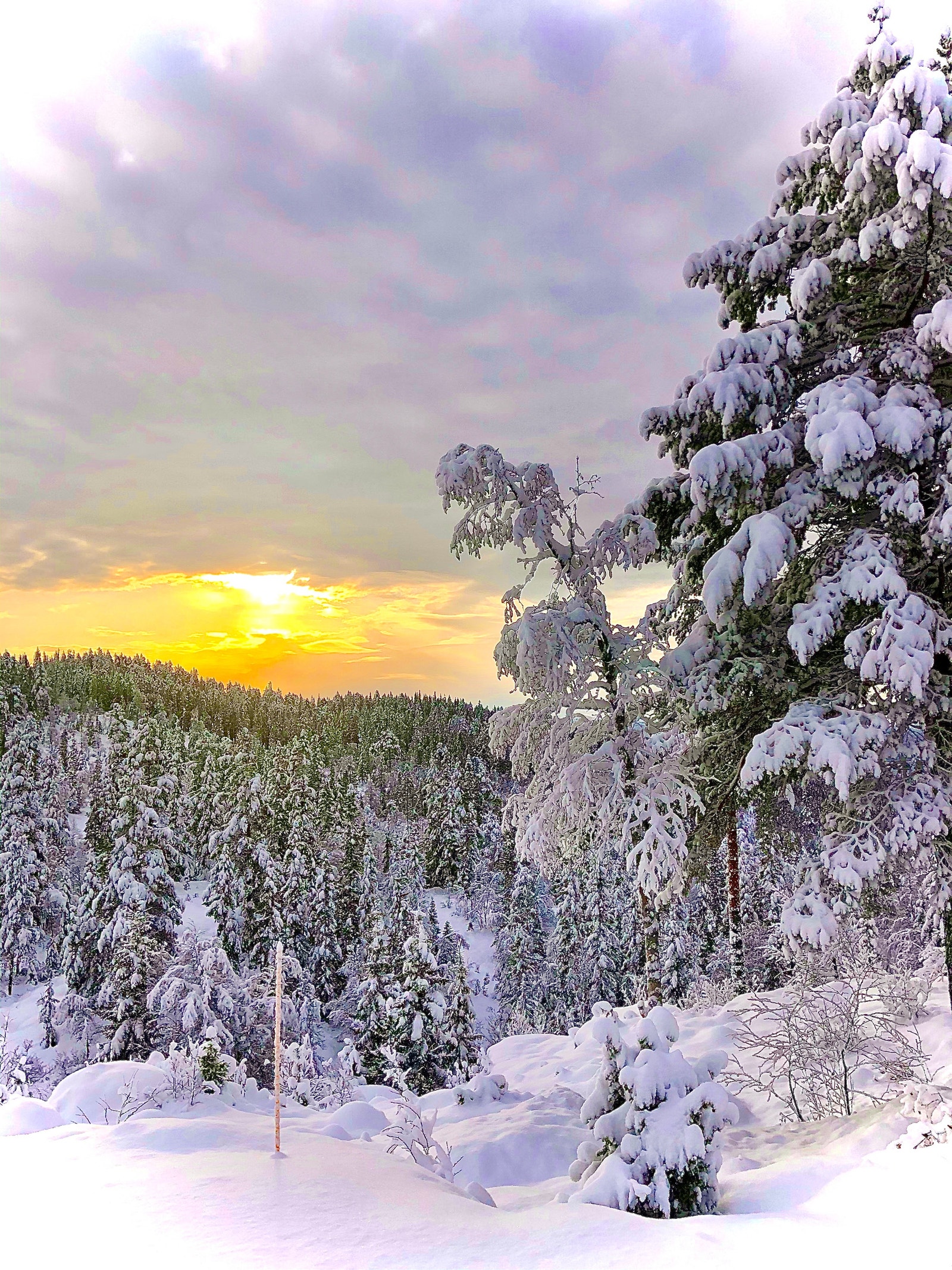 Vinterstemning i Kvisle Skog Galleribilde