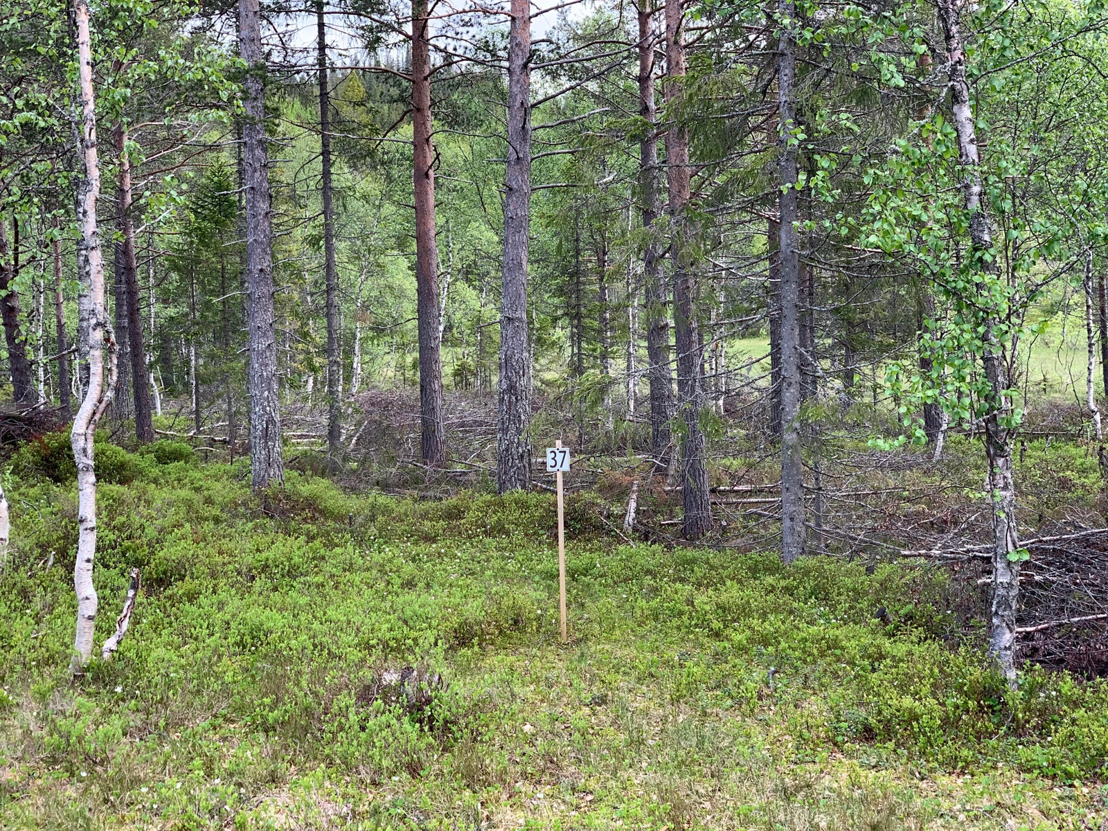 Birte hyttefelt nr 37 Galleribilde